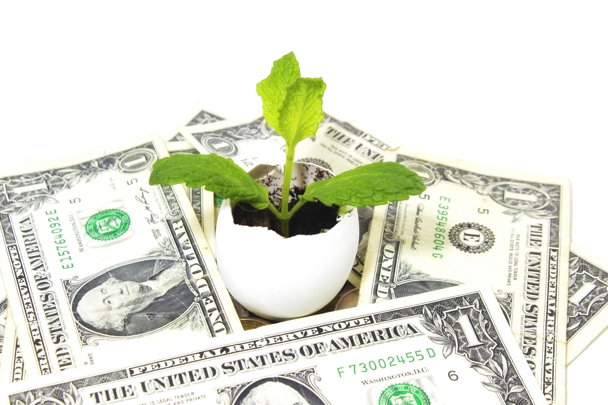 plant-in-egg-shell-with-dollars-193-SBI-300363461-min